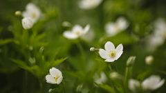 Tapeta Nature Flowers 065.jpg